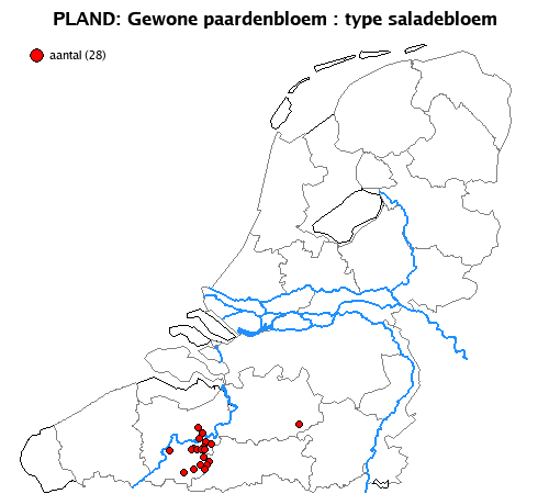 saladebloem